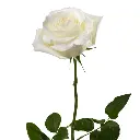 E (21).webp