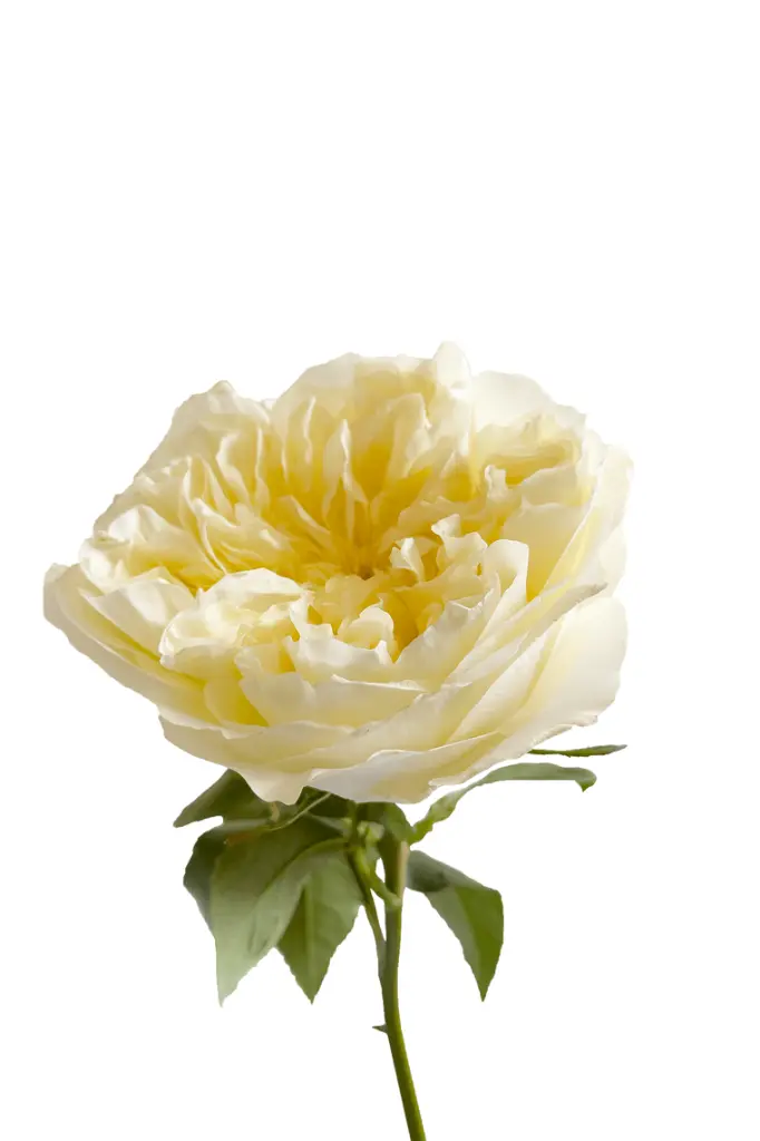 ANTONIA-GARDENS-1-1.webp