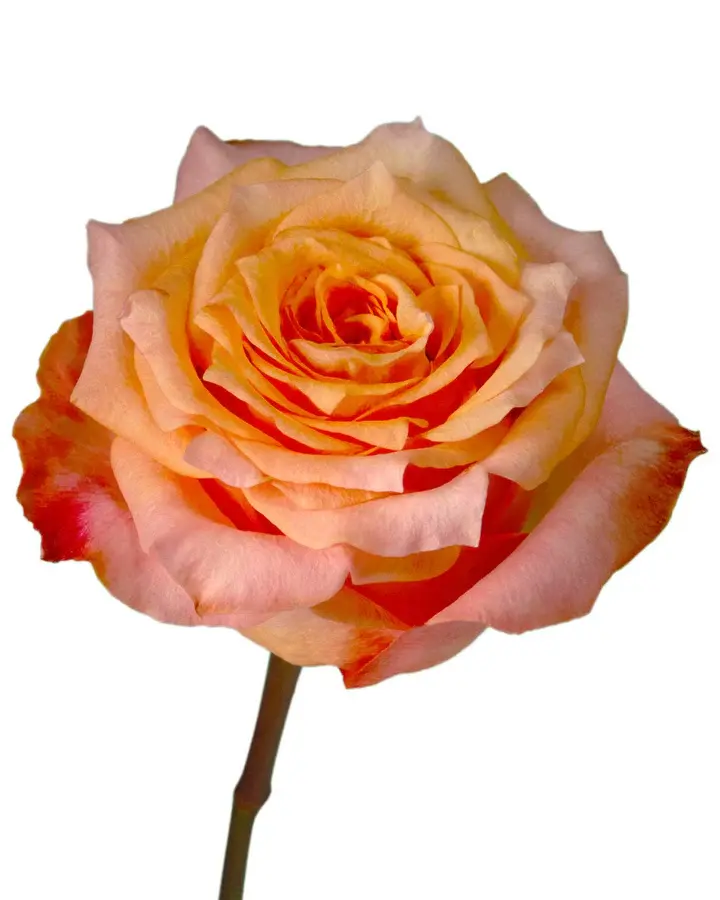 optimized_1760489054.webp