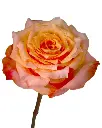 optimized_1760489054.webp