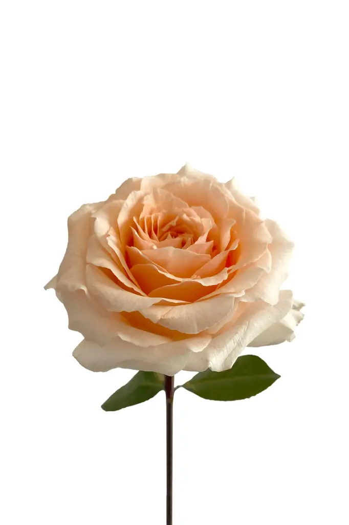 FELICITY-1-1.webp
