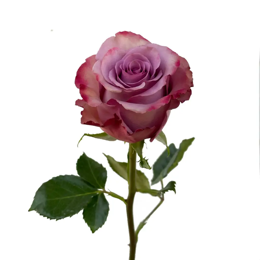 wholesale-rose-lavender-govinda.webp