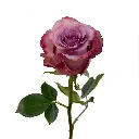 wholesale-rose-lavender-govinda.webp