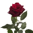 Royal-Explorer (1).webp