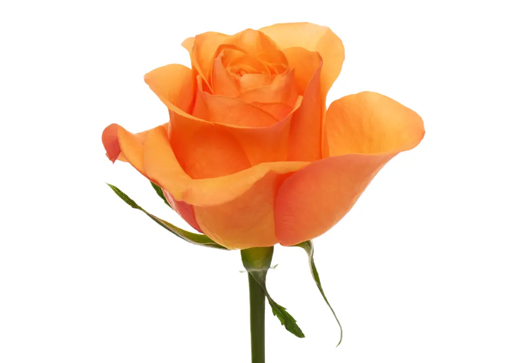 Joy_1-1100x776-1.webp