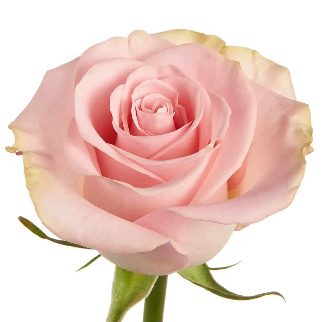 Wholesale-Flowers-Blessings-Rose.webp