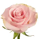Wholesale-Flowers-Blessings-Rose.webp