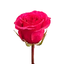 17-GOTCHA_1.webp