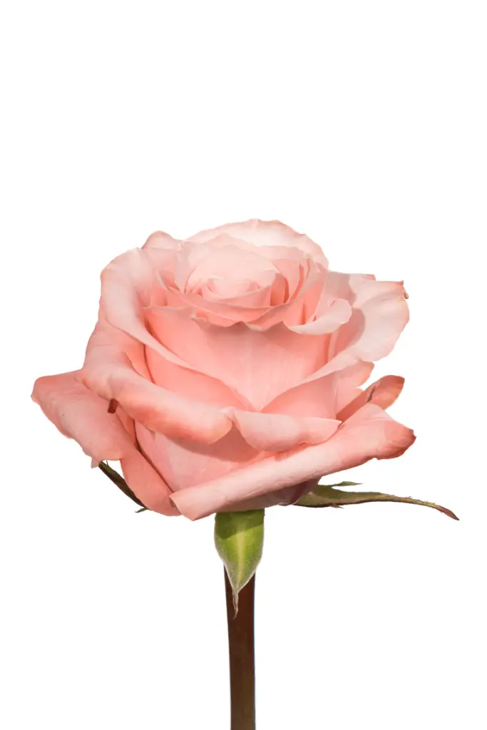 BE-SWEET-2.webp