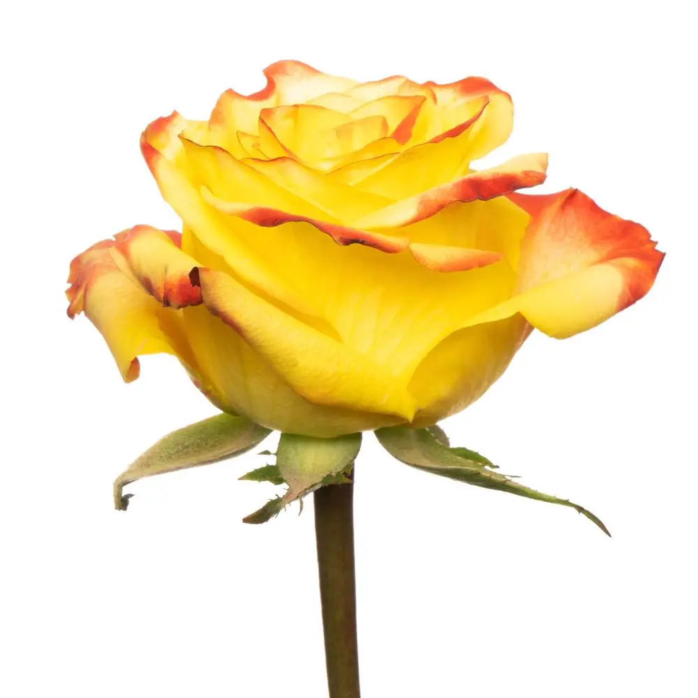 1364-esmeralda-high-and-yellow-magic-rose.webp
