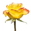 1364-esmeralda-high-and-yellow-magic-rose.webp