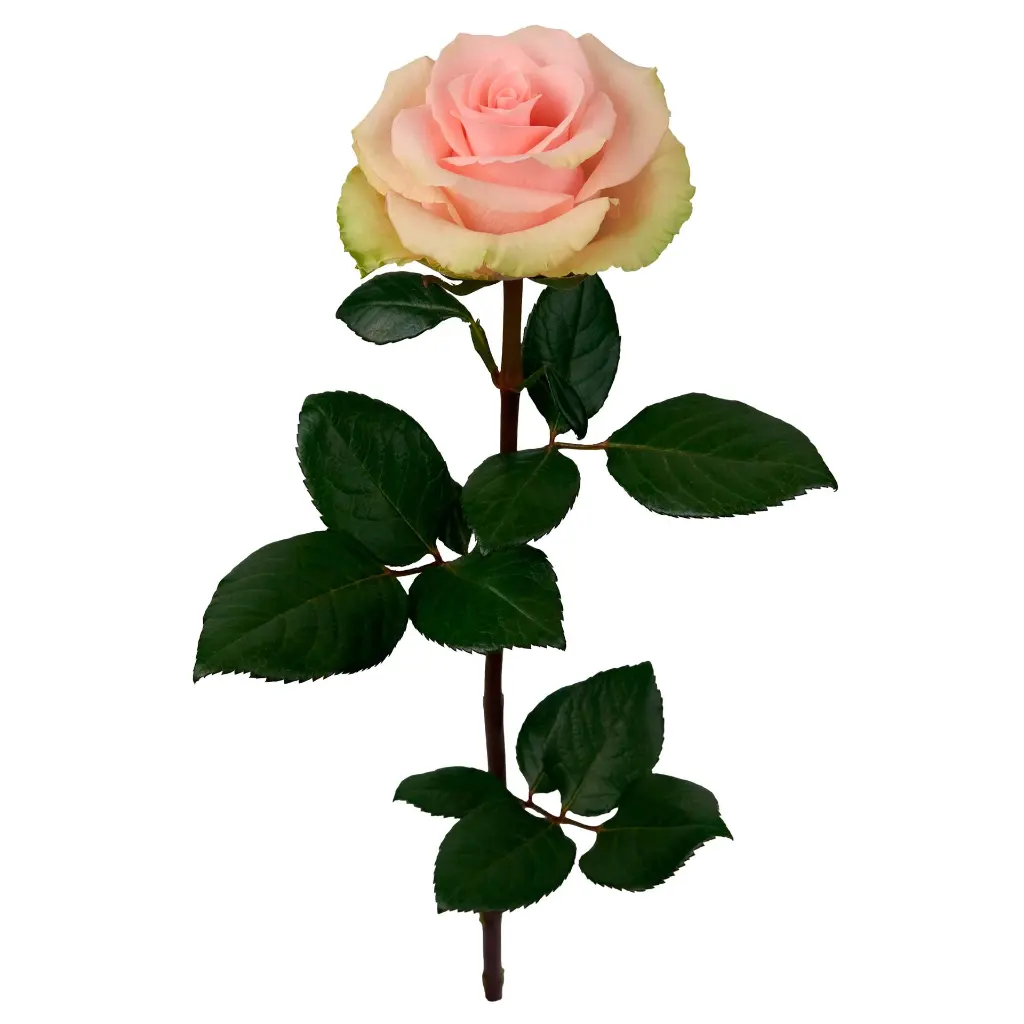 ST_ABSOLUT_IN_PINK_2.webp