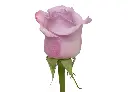 STAR_PLATINUM_1.webp
