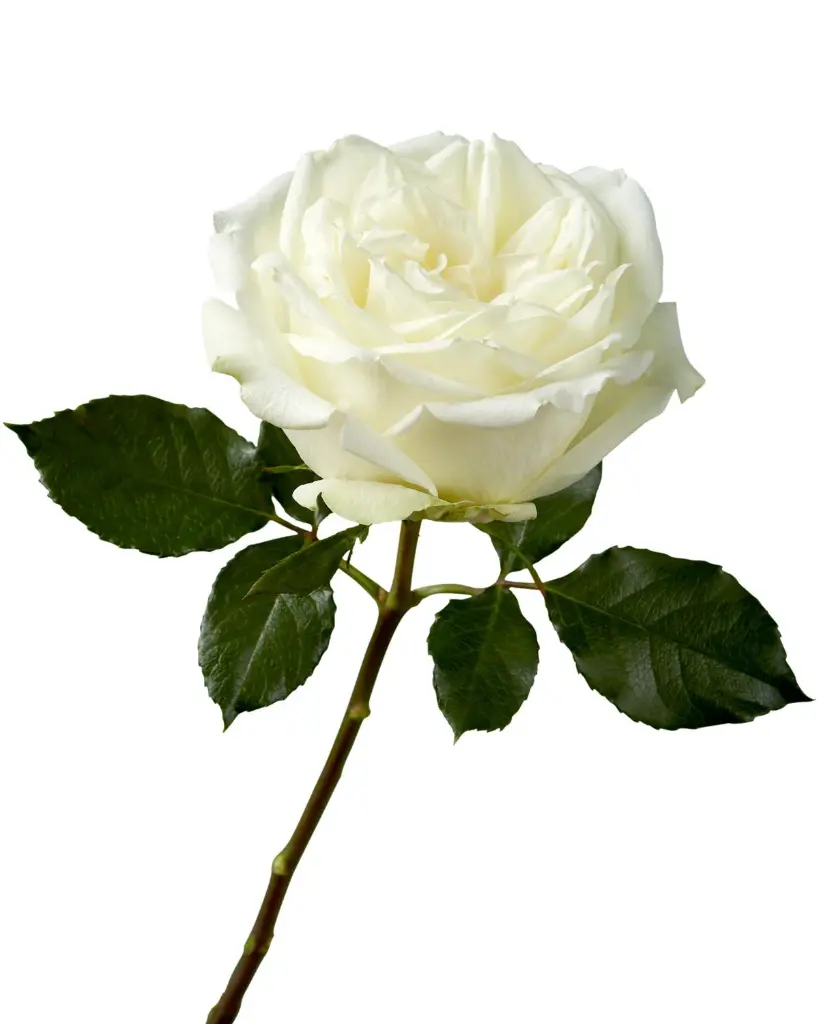 optimized_1760485838_1200x.webp