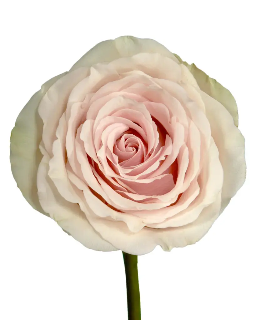 optimized_1760485900.webp