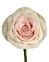 optimized_1760485900.webp