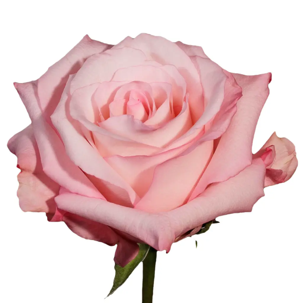 fmifarms-Rhoslyn-rose.webp