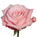 fmifarms-Rhoslyn-rose.webp