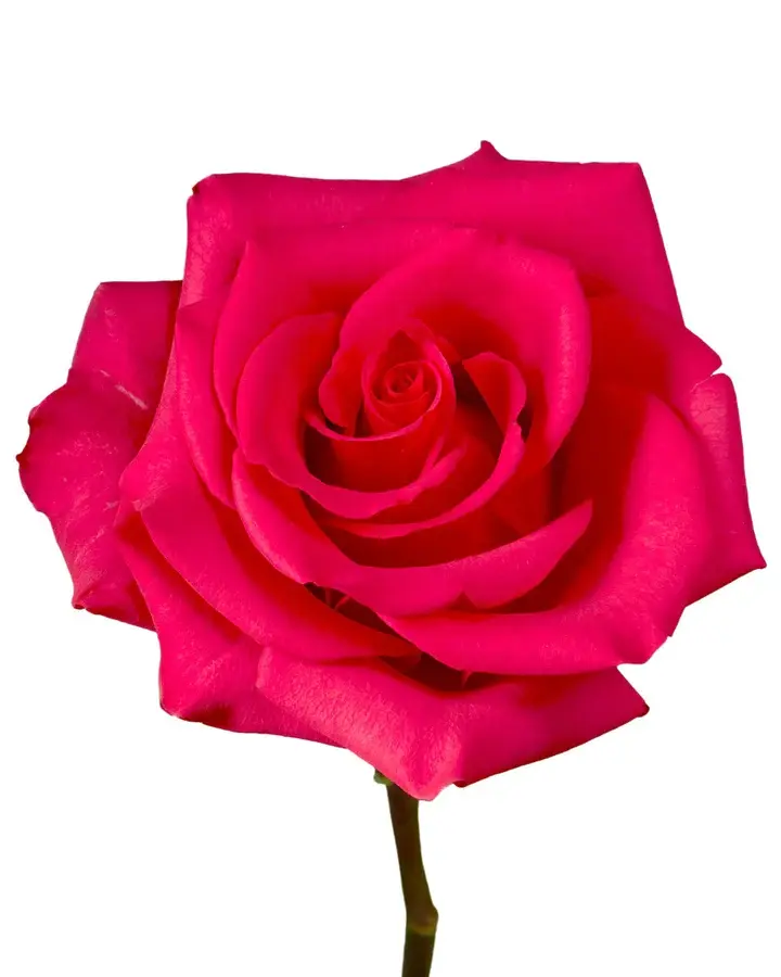 optimized_1760489084.webp