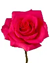 optimized_1760489084.webp
