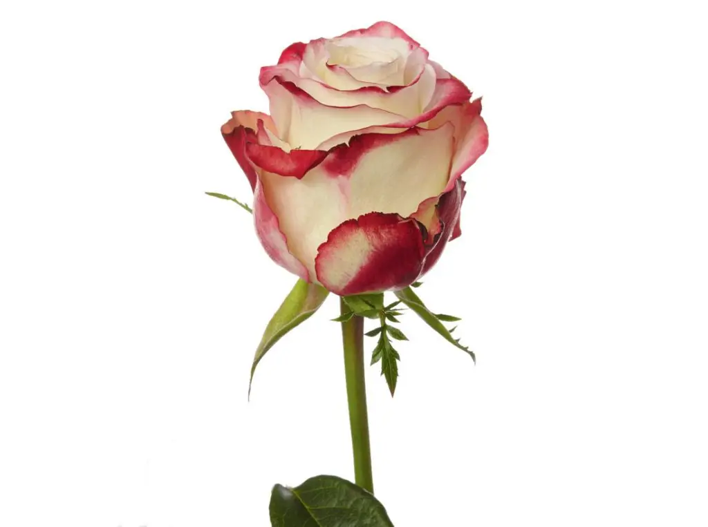 Sweetness_1.webp