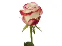 Sweetness_1.webp