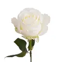 wholesale-white-roses-tibet.webp