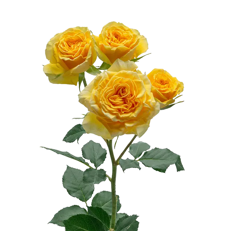 BRILLIANTSTARSLEO_X.webp