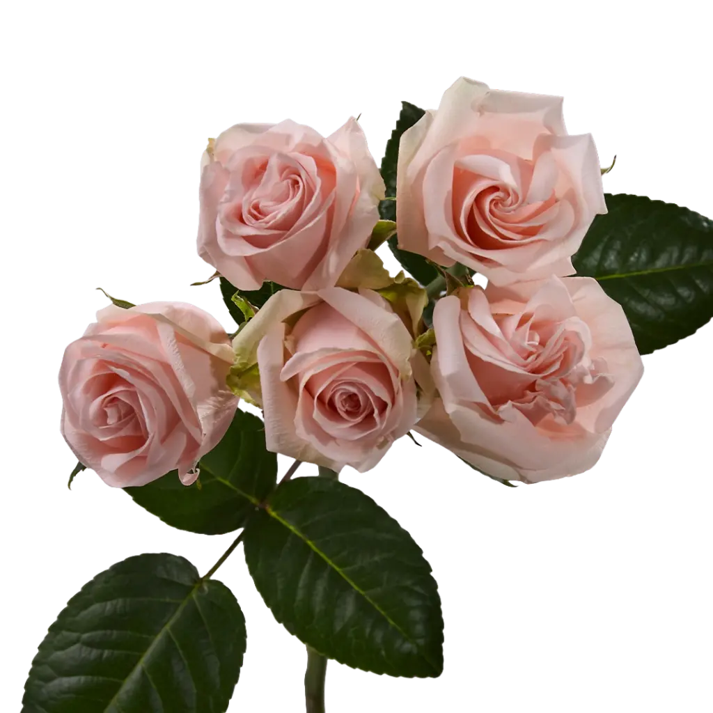 spray-roses-wedding-sensation-peach-budpng.webp