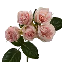 spray-roses-wedding-sensation-peach-budpng.webp