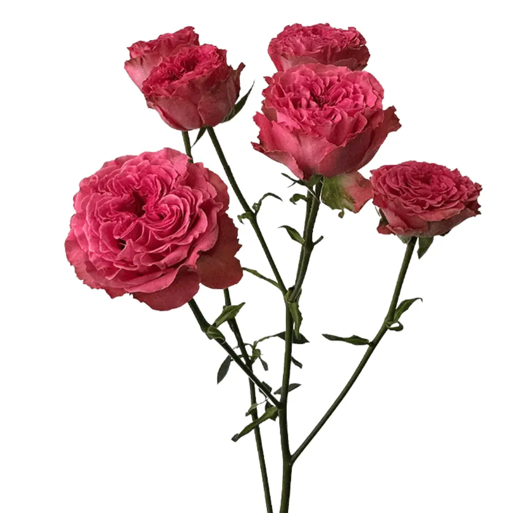 E (27).webp