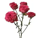 E (27).webp