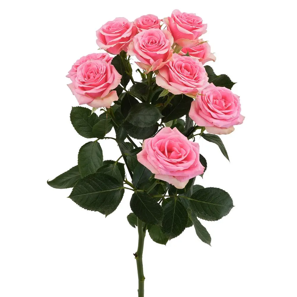 99dbe1a2f7a6470383c61ae16e719355.webp