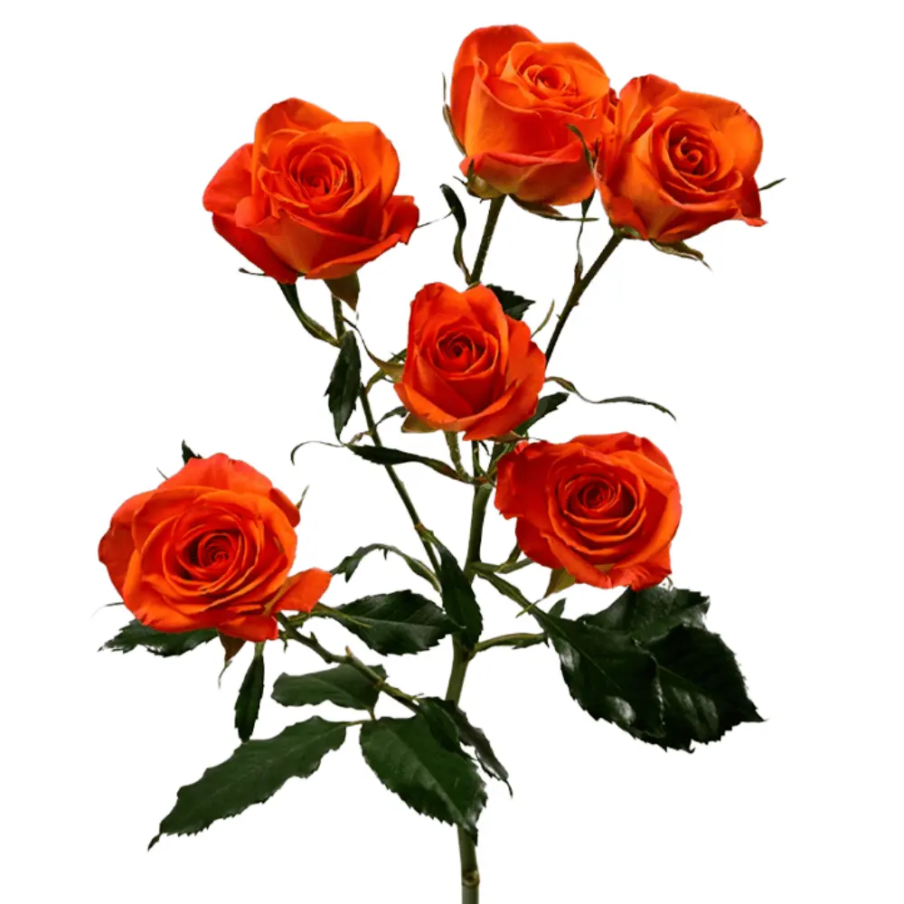 E (28).webp