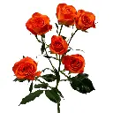 E (28).webp