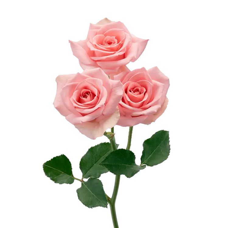 ELBA_X-min.webp
