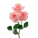 ELBA_X-min.webp
