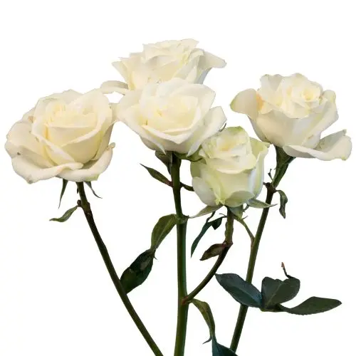 spray_rose_floreana_2.webp