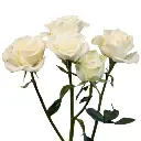 spray_rose_floreana_2.webp