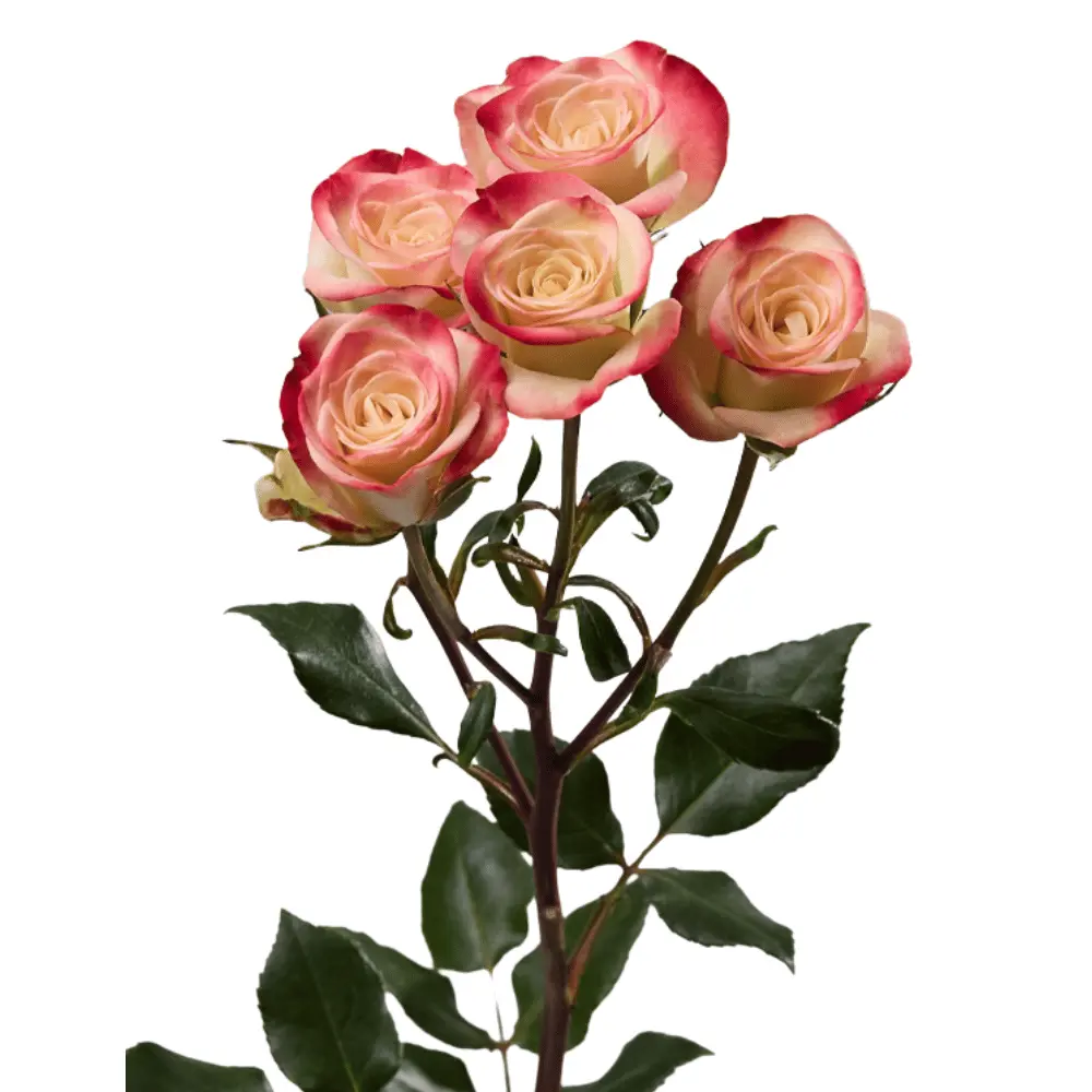 E (29).webp