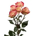 E (29).webp