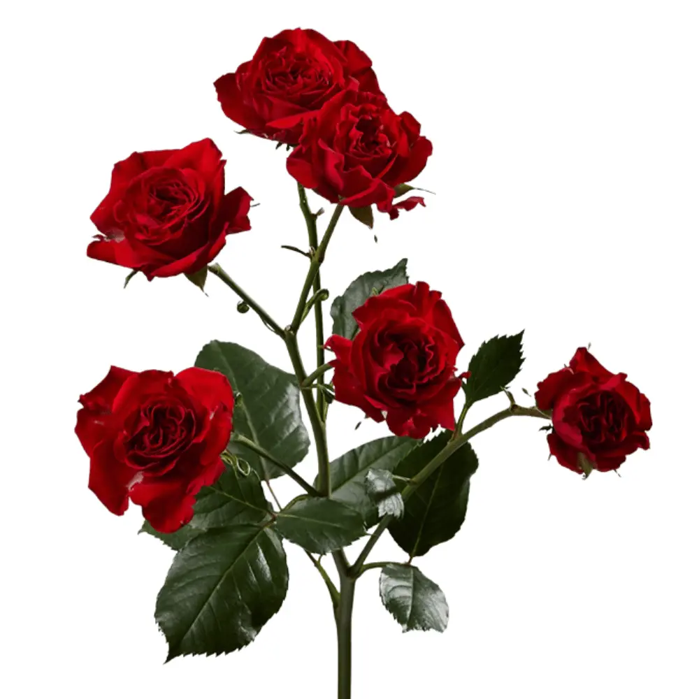 E (30).webp