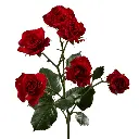 E (30).webp