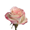 paloma w stem new.webp