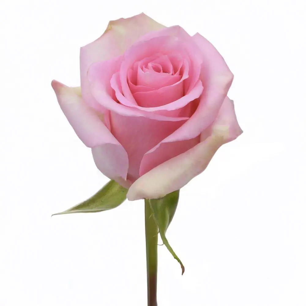 4363-esmeralda-farms-rose-jessika.webp