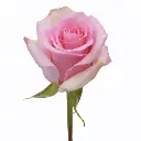 4363-esmeralda-farms-rose-jessika.webp