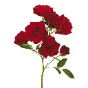 brilliantstarsred.webp
