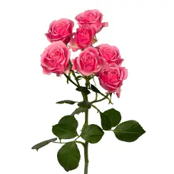 21854930_250x250.webp