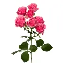 21854930_250x250.webp
