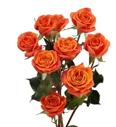 3512765_250x250-1.webp
